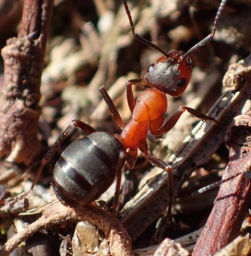 Réf. 201 735 : Formica polyctena